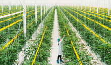 Load image into Gallery viewer, THYMOX - Disinfectant Spray - Kills 99.9% of Bacteria, Viruses, Fungi & Molds 30 FL oz