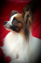 Load image into Gallery viewer, TriActa - Regular Strength - Canine Feline Natural Skeletal Supplement