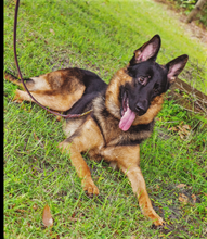 Load image into Gallery viewer, Woof N Walk Latigo Leather 6' professional leash