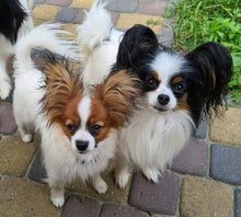 Load image into Gallery viewer, TriActa - Regular Strength - Canine Feline Natural Skeletal Supplement