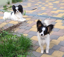 Load image into Gallery viewer, Woof ProTrain Treats - sample bag