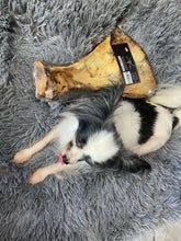 Load image into Gallery viewer, Butcher's Prime Paddler- aka The Biggun! For Large Dogs