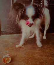 Load image into Gallery viewer, Woof ProRing Chews- Glucosamine Chews 2 Variations