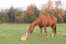 Load image into Gallery viewer, EQUINE TRI-ACTA HORSE